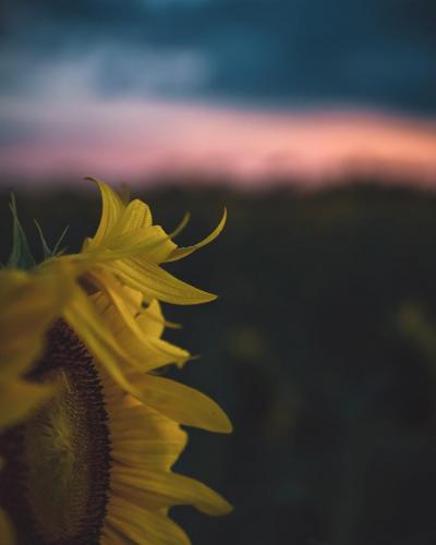 Sunflower Sunrise