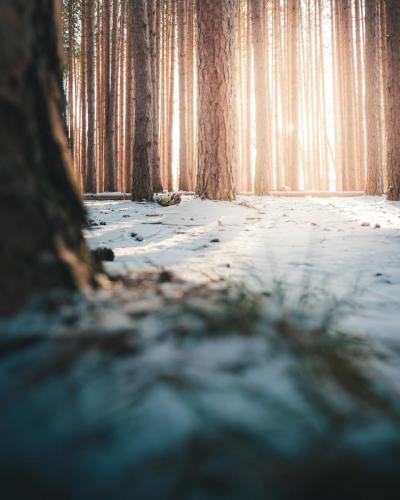 Snow Covered Pine Forest